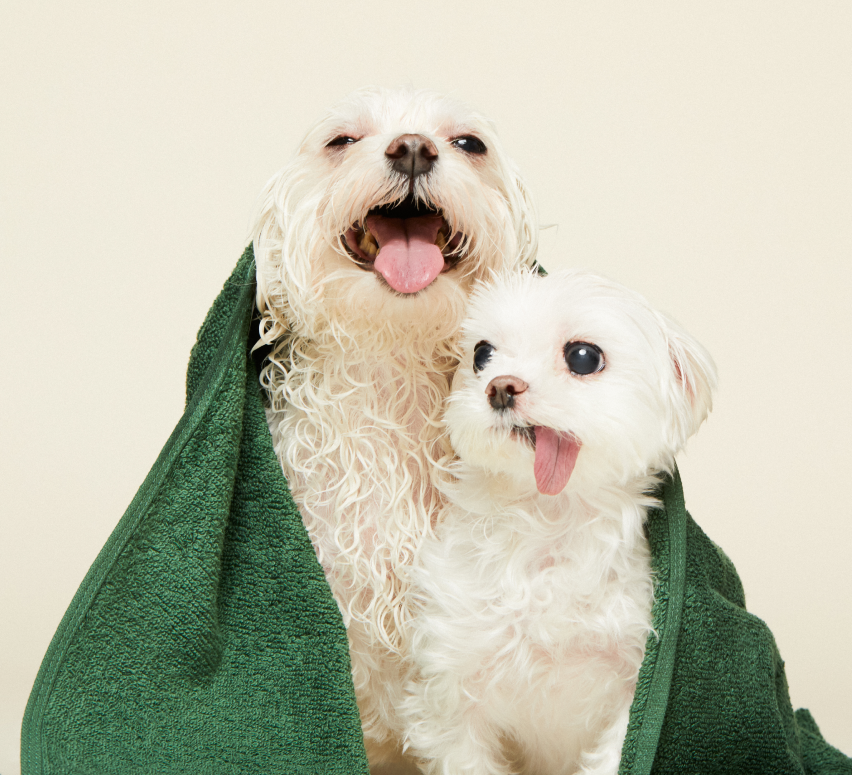 Dogs wrapped in a Bowie Barker green towel after bathing