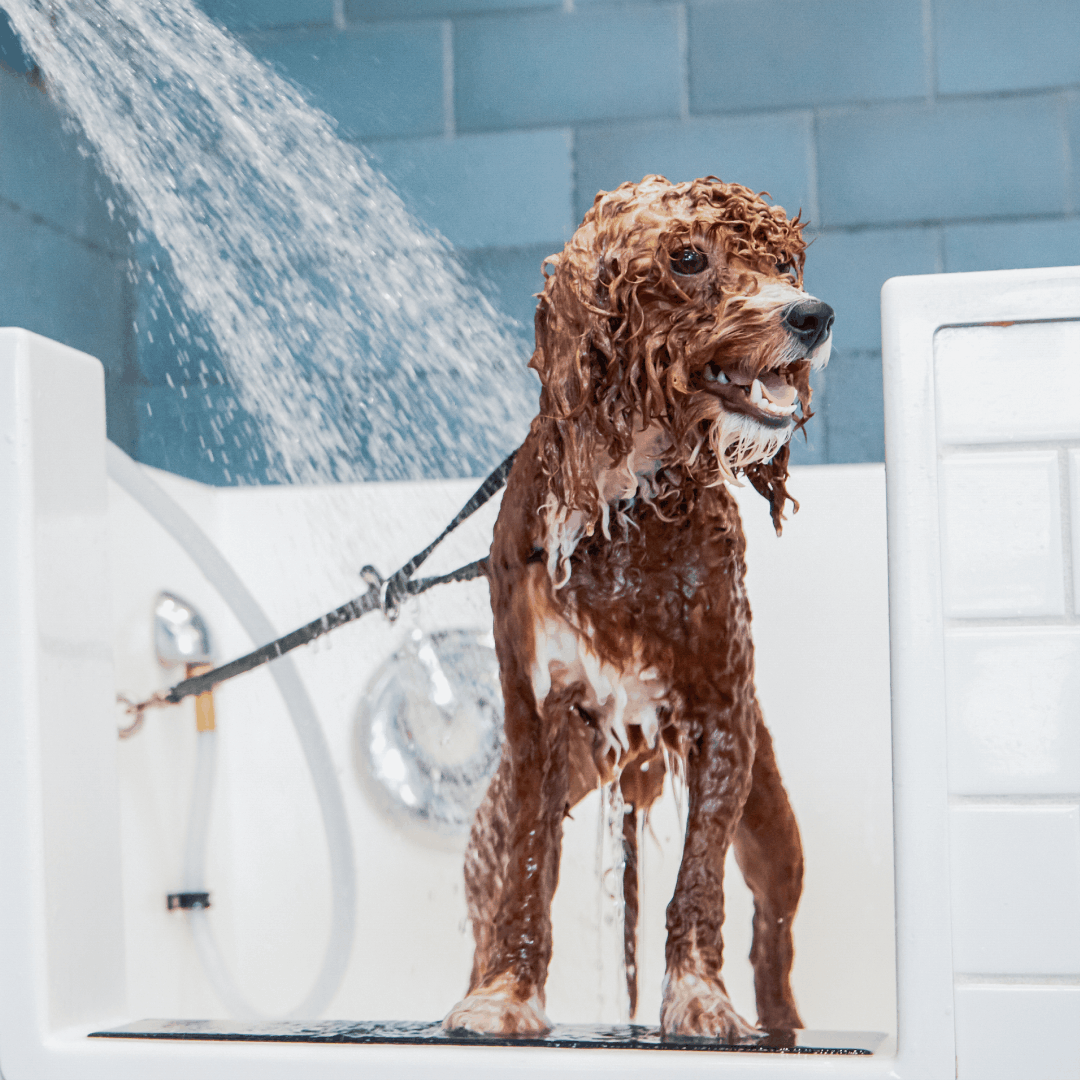 Bowie Barker dog care experience